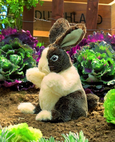 Baby Hase