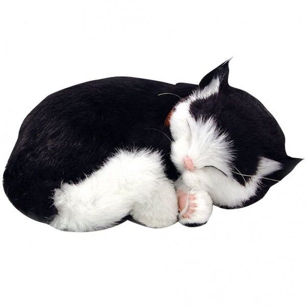 Atimals Katze